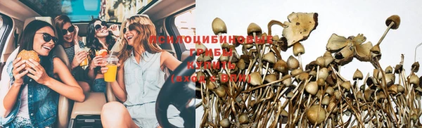 амф Гусев